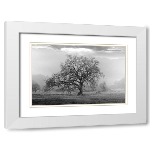 Coastal Oak Series No. 41 White Modern Wood Framed Art Print with Double Matting by Blaustein, Alan