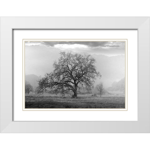 Coastal Oak Series No. 41 White Modern Wood Framed Art Print with Double Matting by Blaustein, Alan