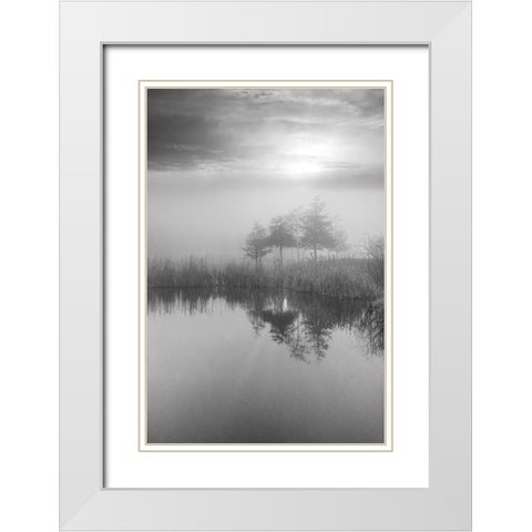 Coastal Oak Series No. 44 White Modern Wood Framed Art Print with Double Matting by Blaustein, Alan