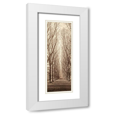 Poplar Trees White Modern Wood Framed Art Print with Double Matting by Blaustein, Alan