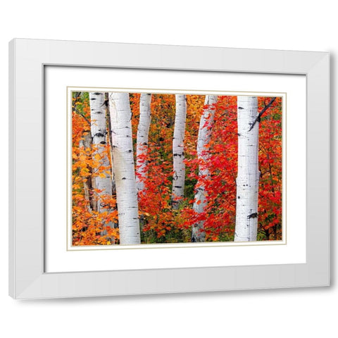 Aspens and Maples White Modern Wood Framed Art Print with Double Matting by Carmel, Elizabeth