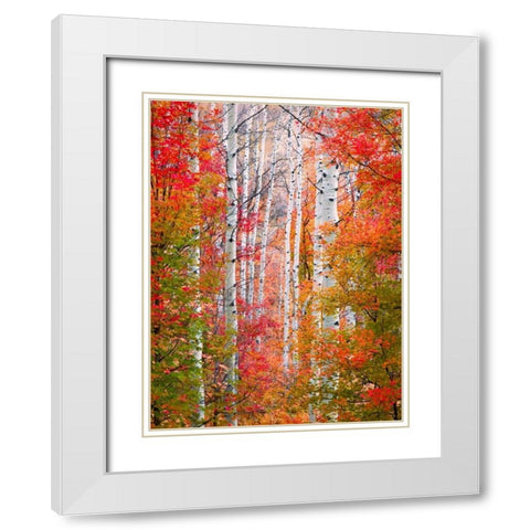 Autumn Passage White Modern Wood Framed Art Print with Double Matting by Carmel, Elizabeth