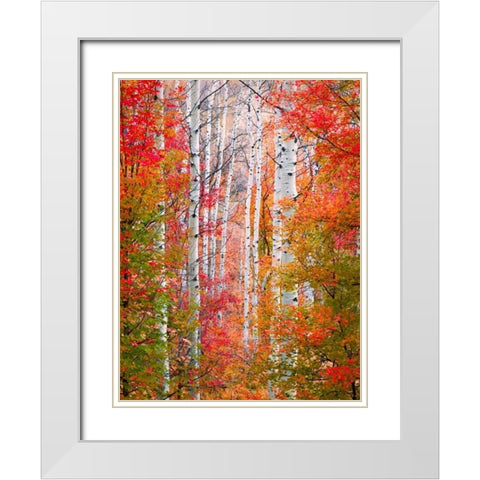 Autumn Passage White Modern Wood Framed Art Print with Double Matting by Carmel, Elizabeth