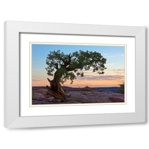 Ancient Tree White Modern Wood Framed Art Print with Double Matting by Cannon, George