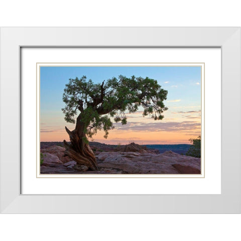 Ancient Tree White Modern Wood Framed Art Print with Double Matting by Cannon, George