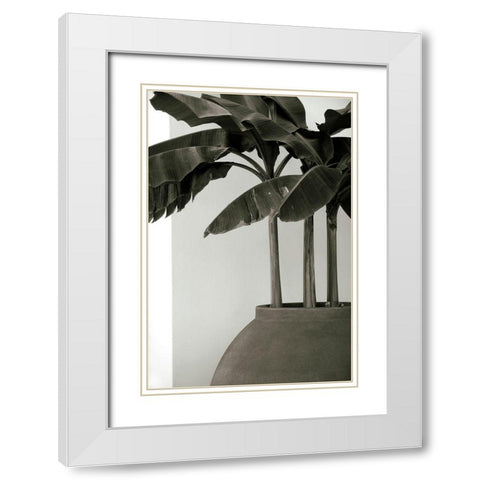 Banana Trees White Modern Wood Framed Art Print with Double Matting by Cannon, George