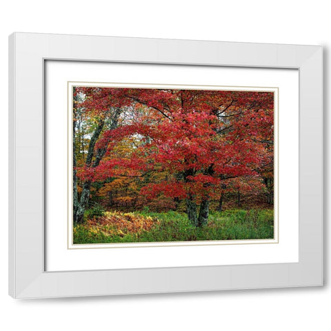 Catskill Maple White Modern Wood Framed Art Print with Double Matting by Cannon, George