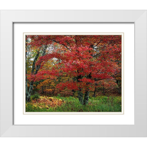 Catskill Maple White Modern Wood Framed Art Print with Double Matting by Cannon, George