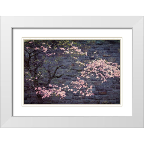 Dogwood in Pink White Modern Wood Framed Art Print with Double Matting by Cannon, George