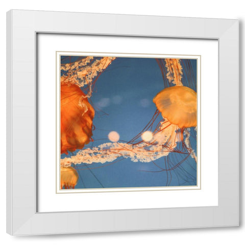 Jelly Fish 1 White Modern Wood Framed Art Print with Double Matting by Colligan, Lynann