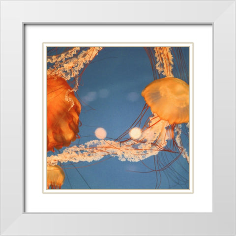 Jelly Fish 1 White Modern Wood Framed Art Print with Double Matting by Colligan, Lynann