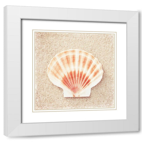 Scallop Shell White Modern Wood Framed Art Print with Double Matting by Cochrane, Carolyn