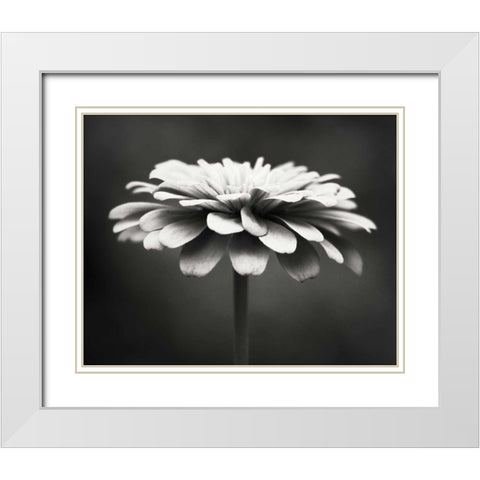 Spellbinding White Modern Wood Framed Art Print with Double Matting by Cochrane, Carolyn