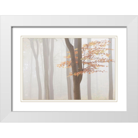Arnhem Park Zypendaal White Modern Wood Framed Art Print with Double Matting by Dragt, Wilco