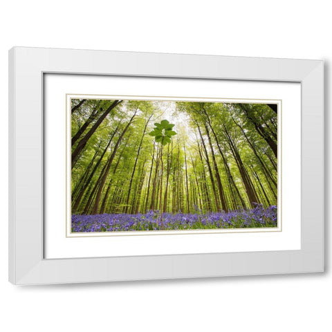 Hallerbos White Modern Wood Framed Art Print with Double Matting by Dragt, Wilco