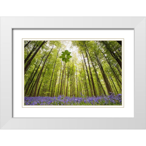 Hallerbos White Modern Wood Framed Art Print with Double Matting by Dragt, Wilco