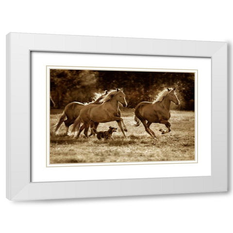 Paso Horses White Modern Wood Framed Art Print with Double Matting by Dearing, Lisa