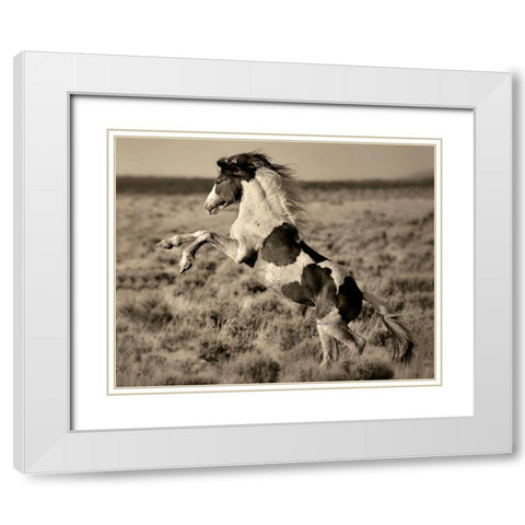Wild Painted Pony White Modern Wood Framed Art Print with Double Matting by Dearing, Lisa