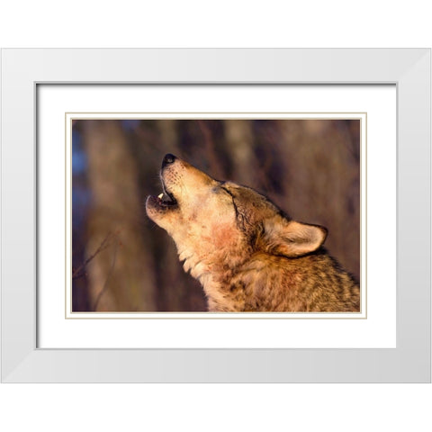Lonesome Howl White Modern Wood Framed Art Print with Double Matting by Dearing, Lisa