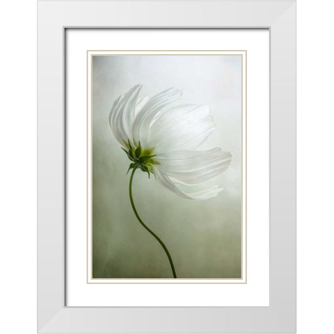 Cosmos Charisma White Modern Wood Framed Art Print with Double Matting by Disher, Mandy