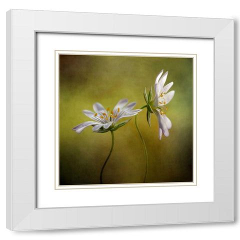 Echo White Modern Wood Framed Art Print with Double Matting by Disher, Mandy