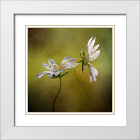 Echo White Modern Wood Framed Art Print with Double Matting by Disher, Mandy