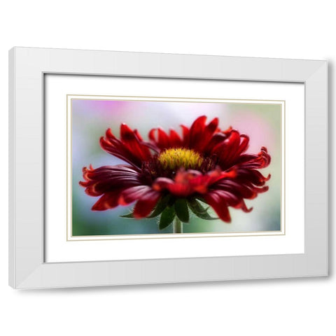 Flame White Modern Wood Framed Art Print with Double Matting by Disher, Mandy