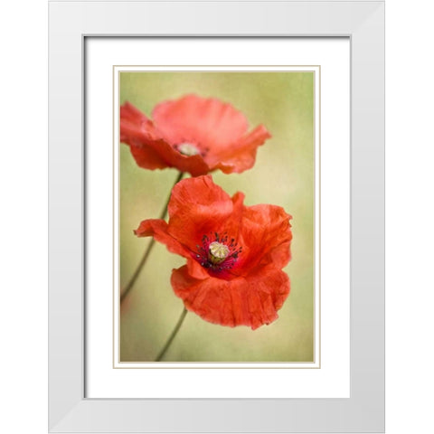 Papaver Passion White Modern Wood Framed Art Print with Double Matting by Disher, Mandy