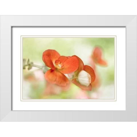 Summer Glow White Modern Wood Framed Art Print with Double Matting by Disher, Mandy