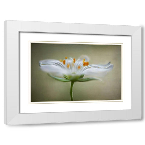 Summer Swirl White Modern Wood Framed Art Print with Double Matting by Disher, Mandy