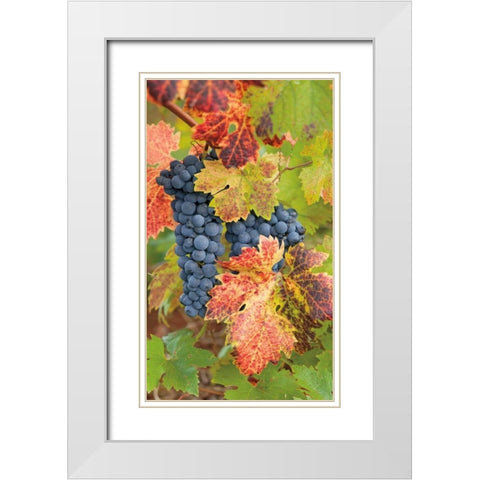 Summit Lake Zinfandel White Modern Wood Framed Art Print with Double Matting by Foster, Christopher