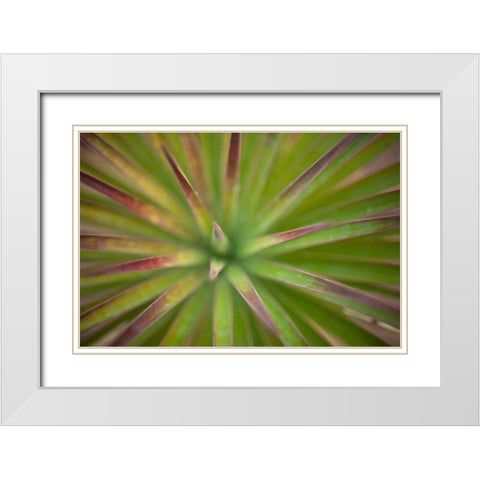 Arizona Monocot White Modern Wood Framed Art Print with Double Matting by France, Todd