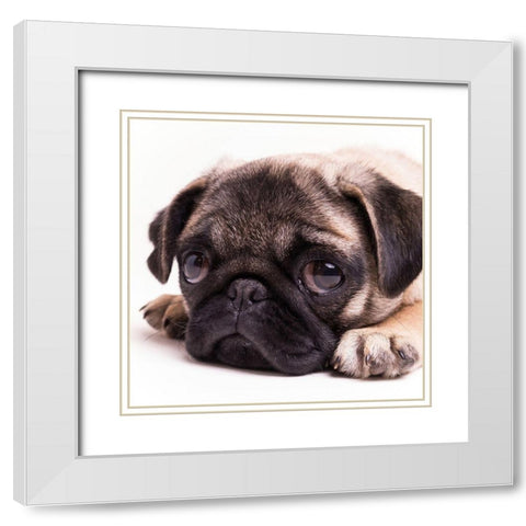Sad Sack Pug White Modern Wood Framed Art Print with Double Matting by Fielding, Edward M.