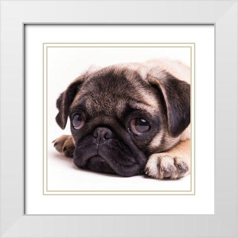 Sad Sack Pug White Modern Wood Framed Art Print with Double Matting by Fielding, Edward M.