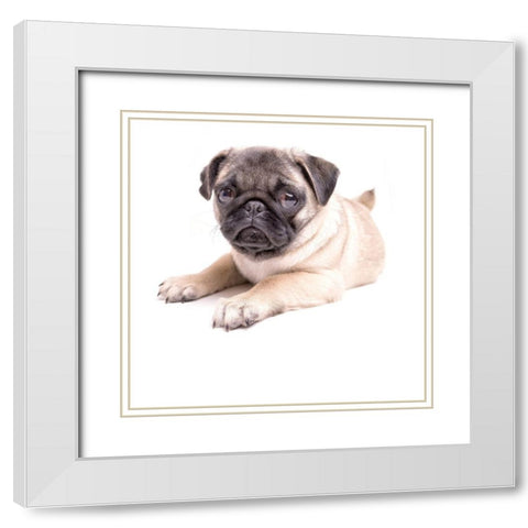 Cute Pug Puppy White Modern Wood Framed Art Print with Double Matting by Fielding, Edward M.