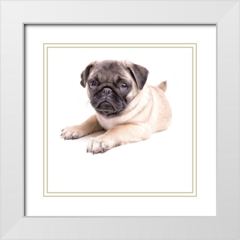 Cute Pug Puppy White Modern Wood Framed Art Print with Double Matting by Fielding, Edward M.
