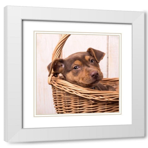 Puppy in a Basket White Modern Wood Framed Art Print with Double Matting by Fielding, Edward M.