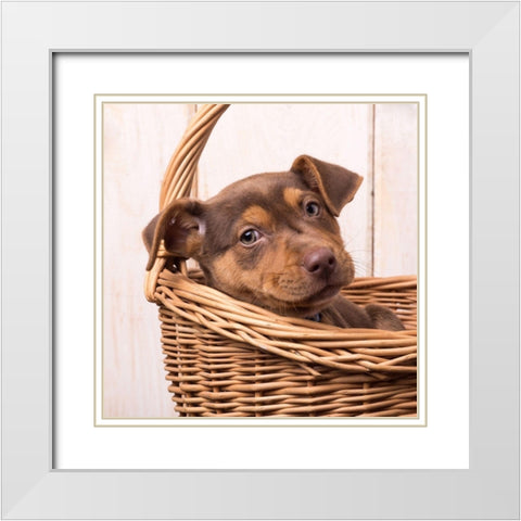 Puppy in a Basket White Modern Wood Framed Art Print with Double Matting by Fielding, Edward M.