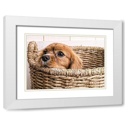 Puppy in a Laundry Basket White Modern Wood Framed Art Print with Double Matting by Fielding, Edward M.
