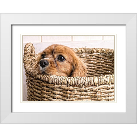 Puppy in a Laundry Basket White Modern Wood Framed Art Print with Double Matting by Fielding, Edward M.