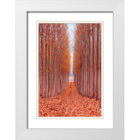 Tree Farm White Modern Wood Framed Art Print with Double Matting by Getty, Bruce
