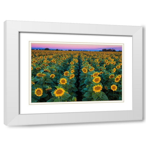 Dawn Sunflowers White Modern Wood Framed Art Print with Double Matting by Gavrilis, John