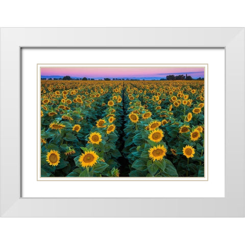 Dawn Sunflowers White Modern Wood Framed Art Print with Double Matting by Gavrilis, John