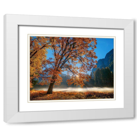 Autumn Oak Sunrise And Fog White Modern Wood Framed Art Print with Double Matting by Gavrilis, John