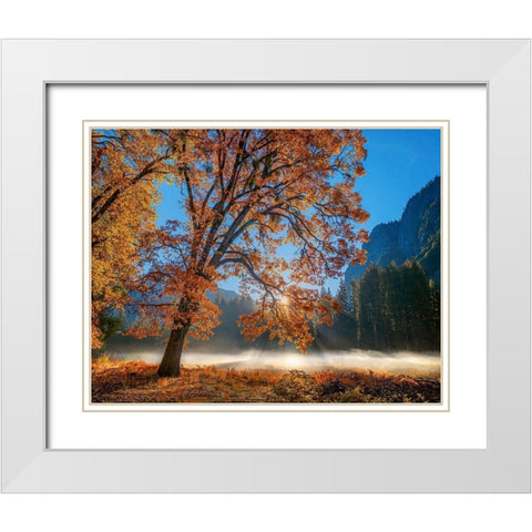 Autumn Oak Sunrise And Fog White Modern Wood Framed Art Print with Double Matting by Gavrilis, John