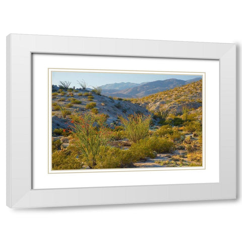 Desert Ocotillo Landscape White Modern Wood Framed Art Print with Double Matting by Gavrilis, John