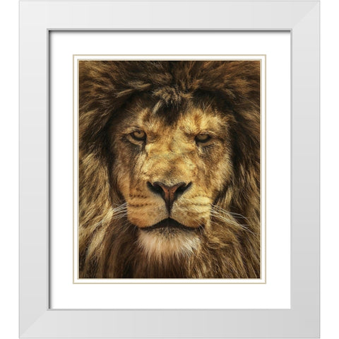 Lion King White Modern Wood Framed Art Print with Double Matting by Grippo-Pike, Carrie Ann