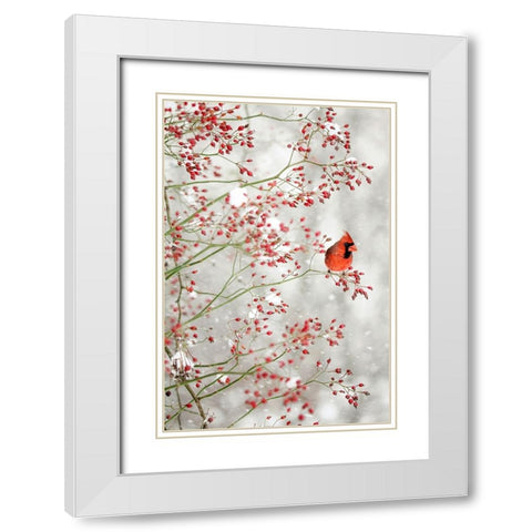 Red Cardinal in the Red Berries White Modern Wood Framed Art Print with Double Matting by Grippo-Pike, Carrie Ann