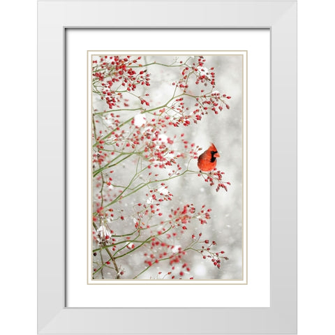 Red Cardinal in the Red Berries White Modern Wood Framed Art Print with Double Matting by Grippo-Pike, Carrie Ann