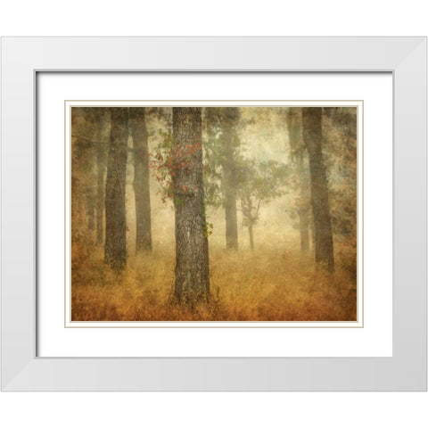 Oak Grove in Fog White Modern Wood Framed Art Print with Double Matting by Guion, William